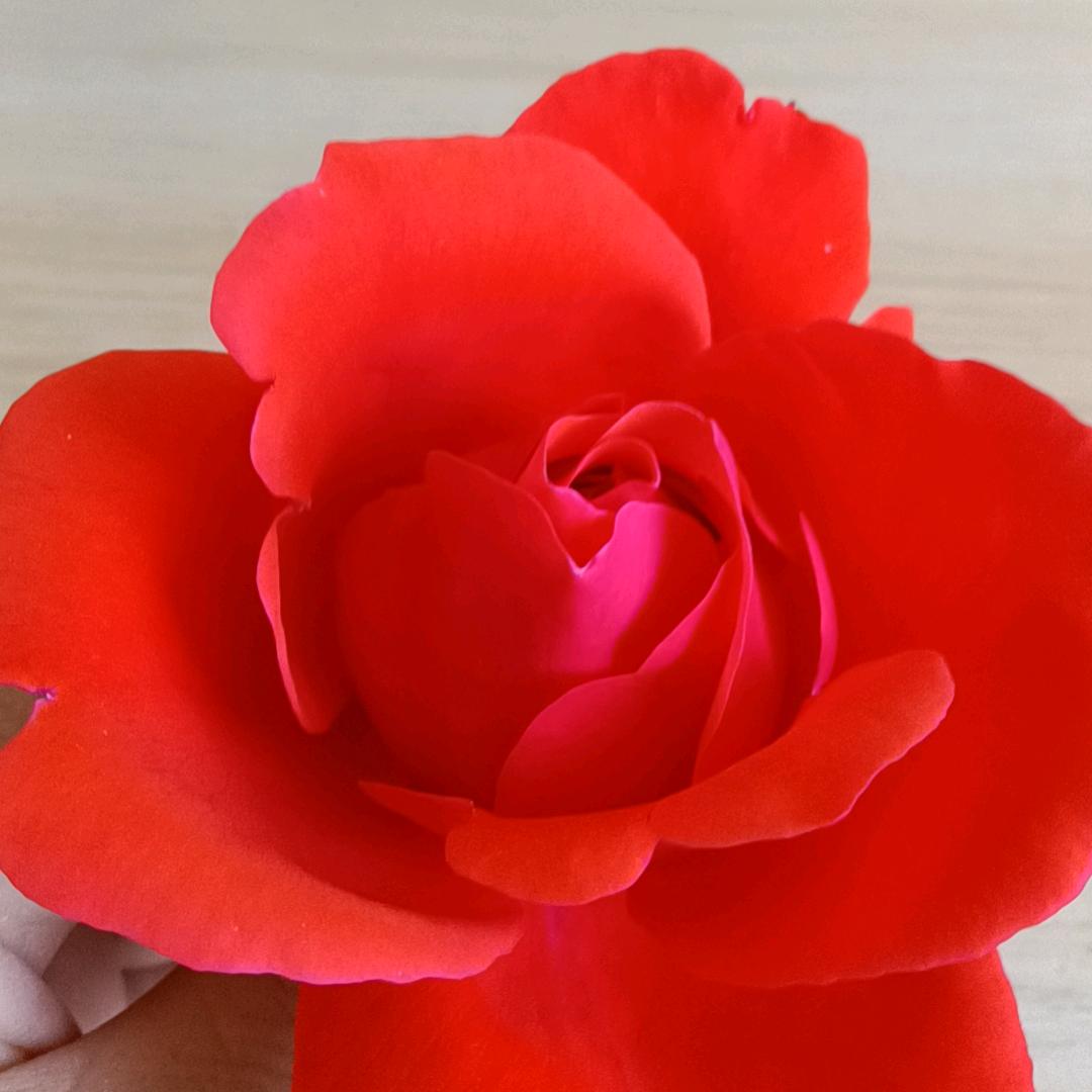 莲