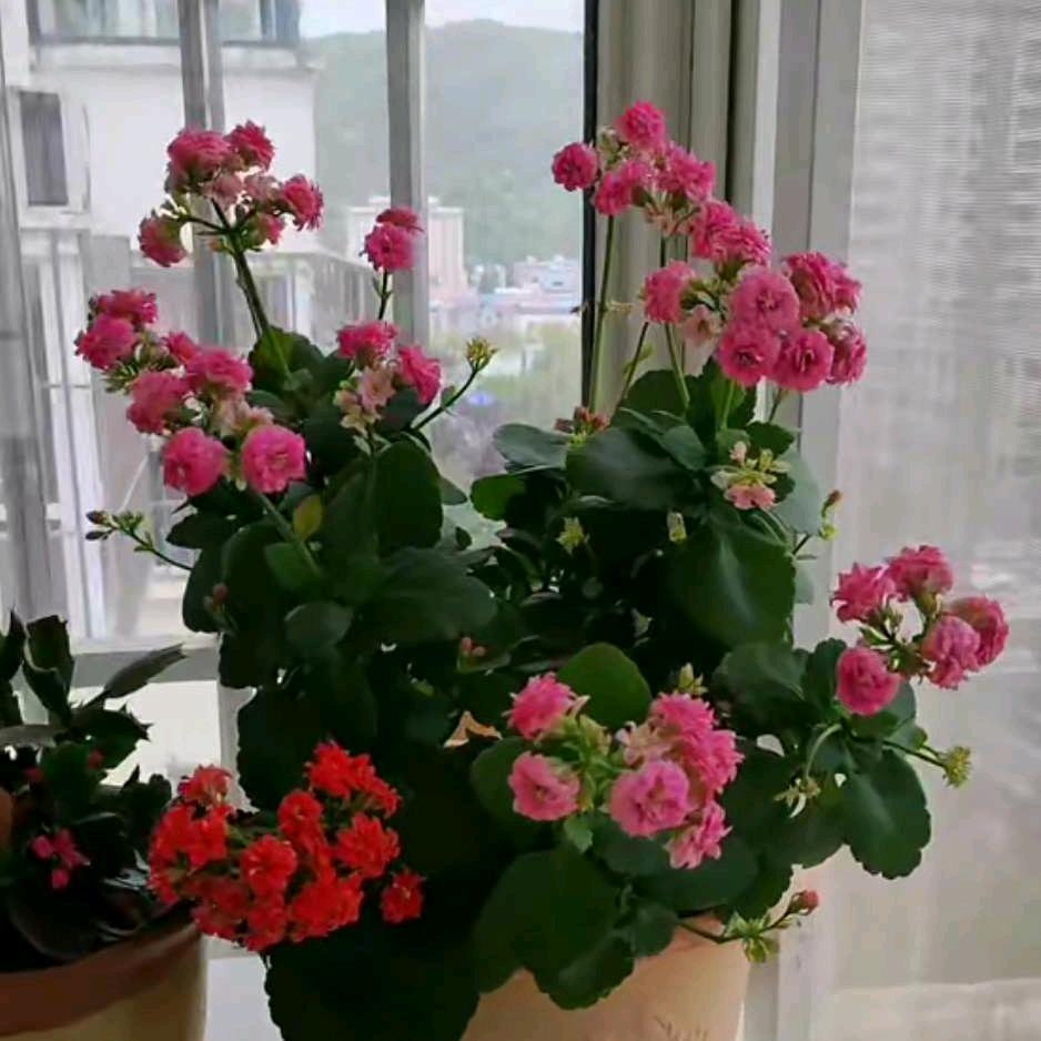 像花一样绽放🌹🌹