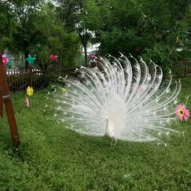 羽翼之心
