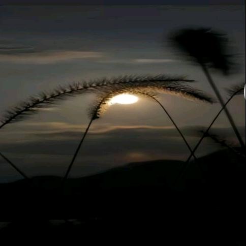 -阿｡･ω･｡℡ 樊-