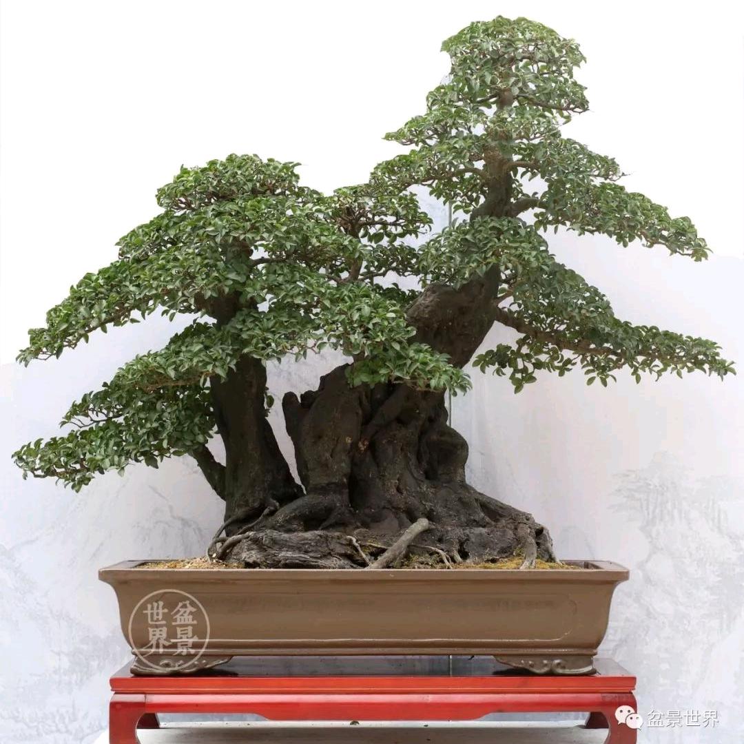 开洋盆景苗圃场