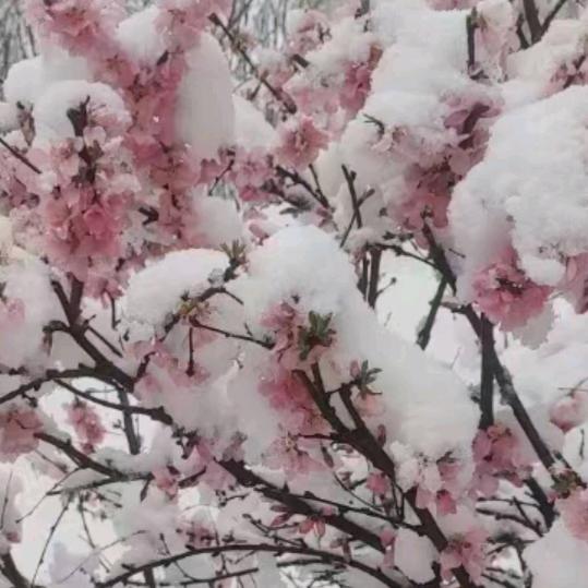 飘雪_1801683