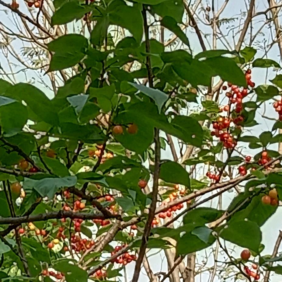 开心的美天🍎🍎🍡🍡🤝