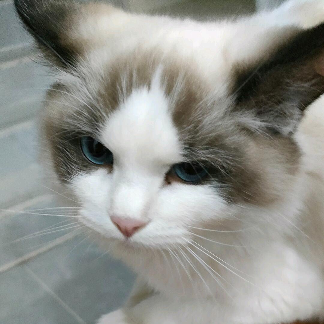 思伊