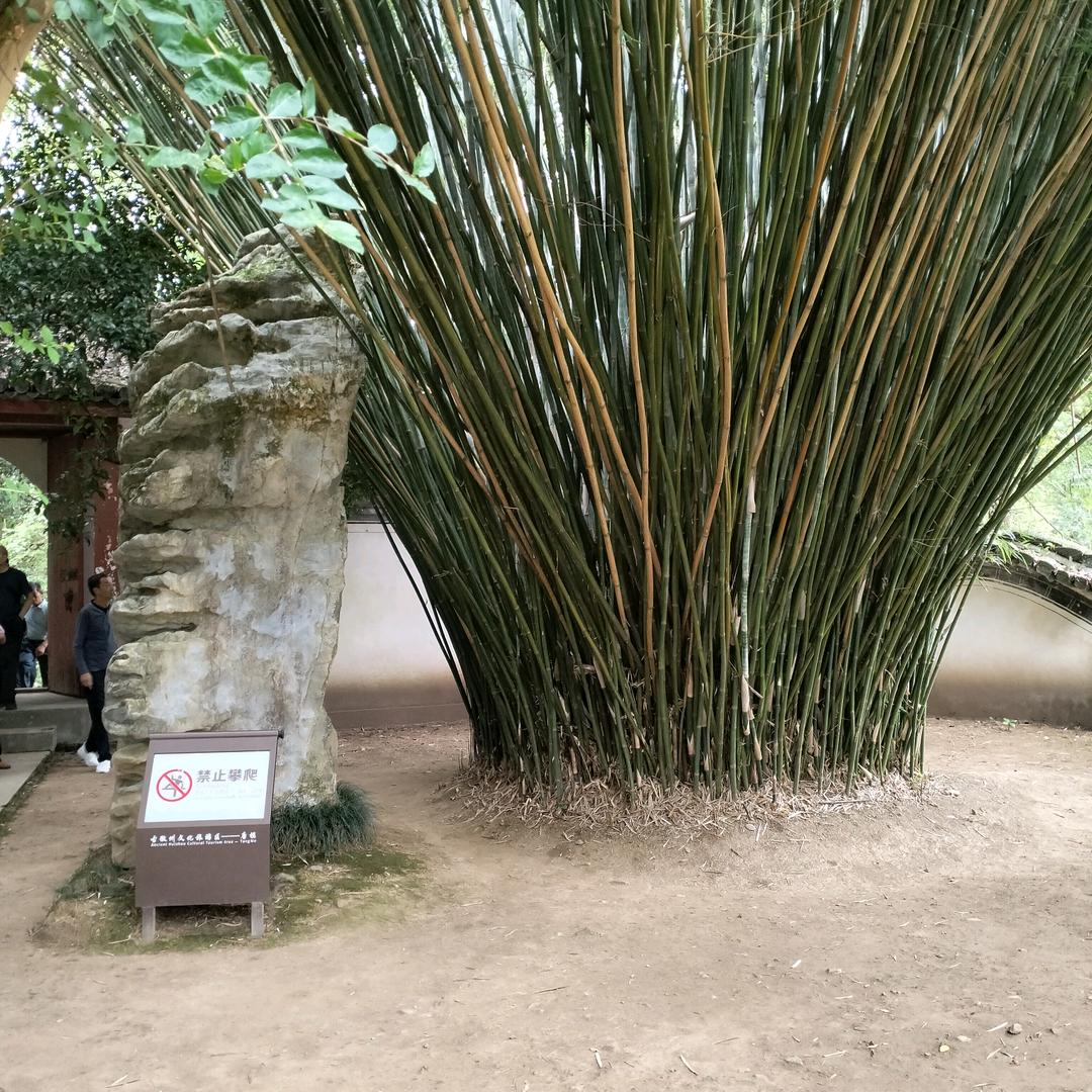 鄉悅（斗鸡养殖经验交流）