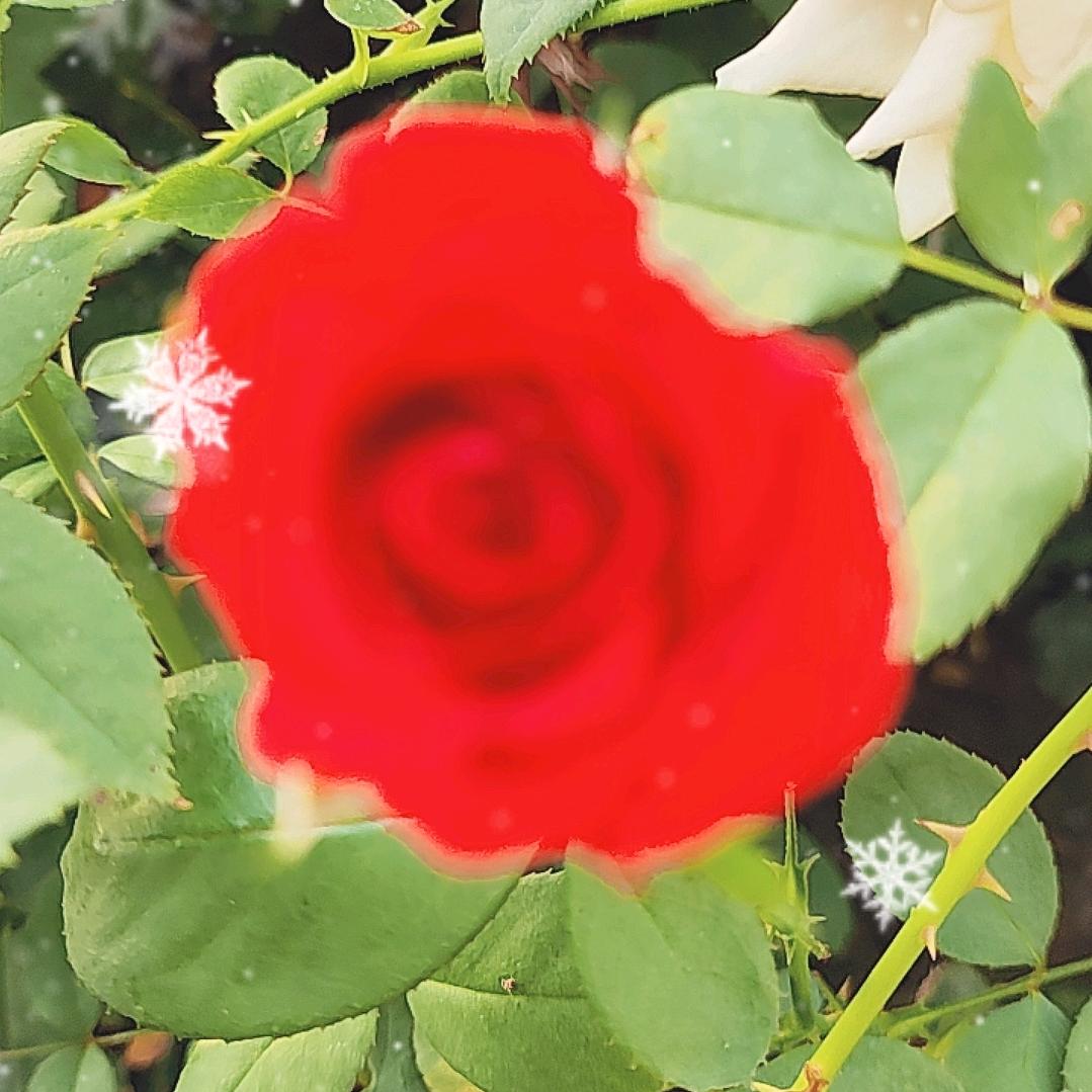 蝴蝶兰