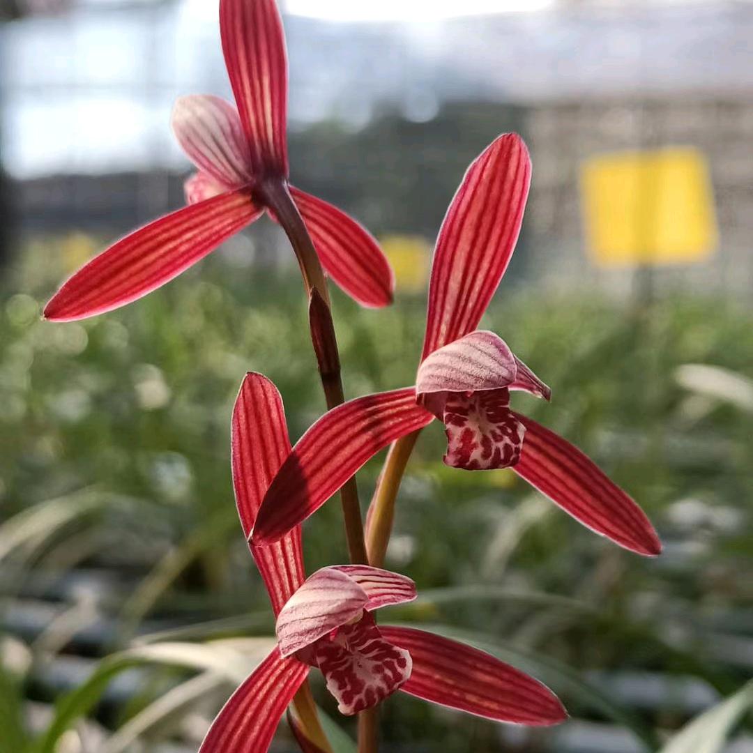 幽兰逸苑花卉种植基地零售批发