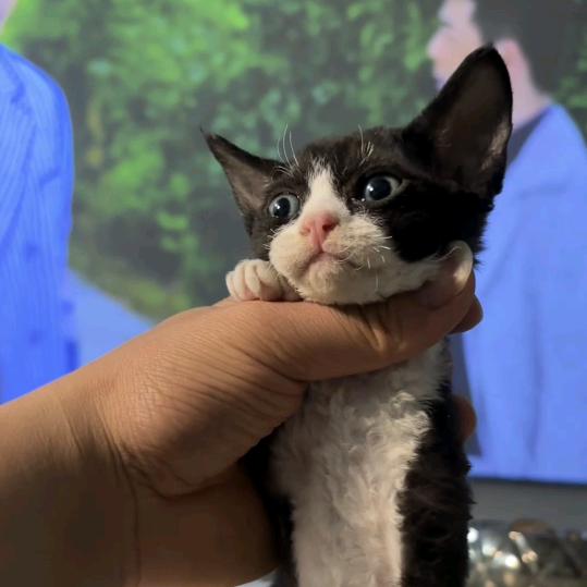 露露德文卷毛猫（直播版）