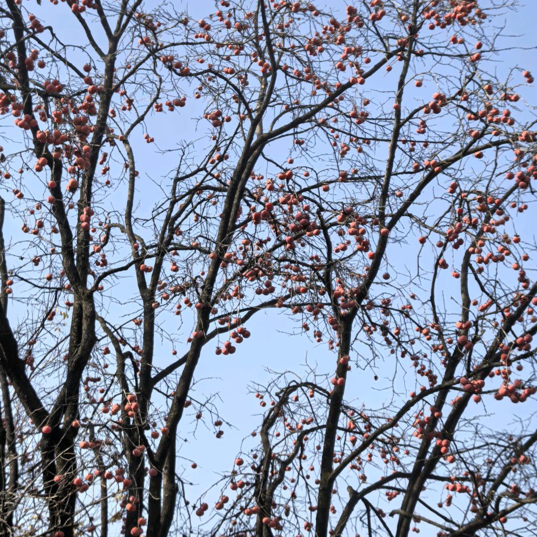 放飞自我