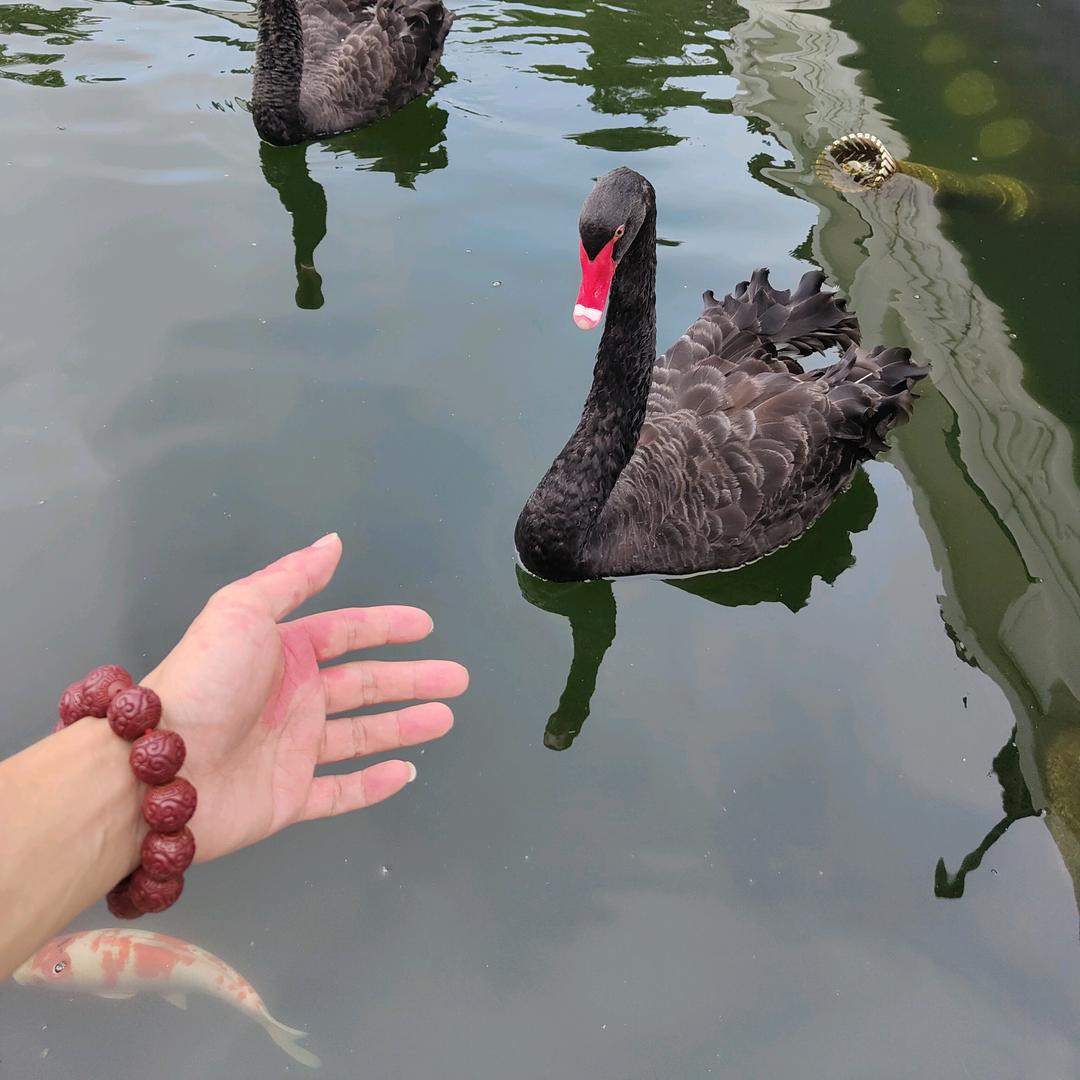 意琦行