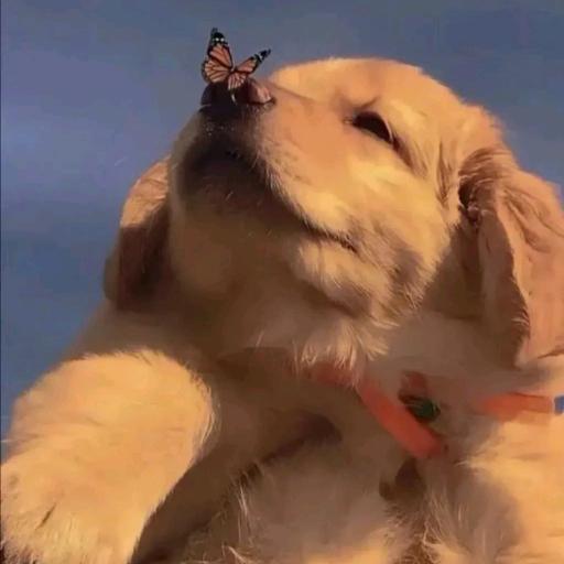 小罗不站岗（三角洲）