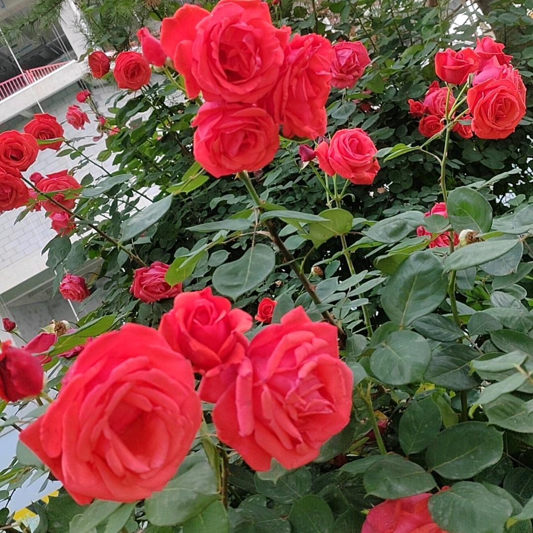 你若安好我便相随