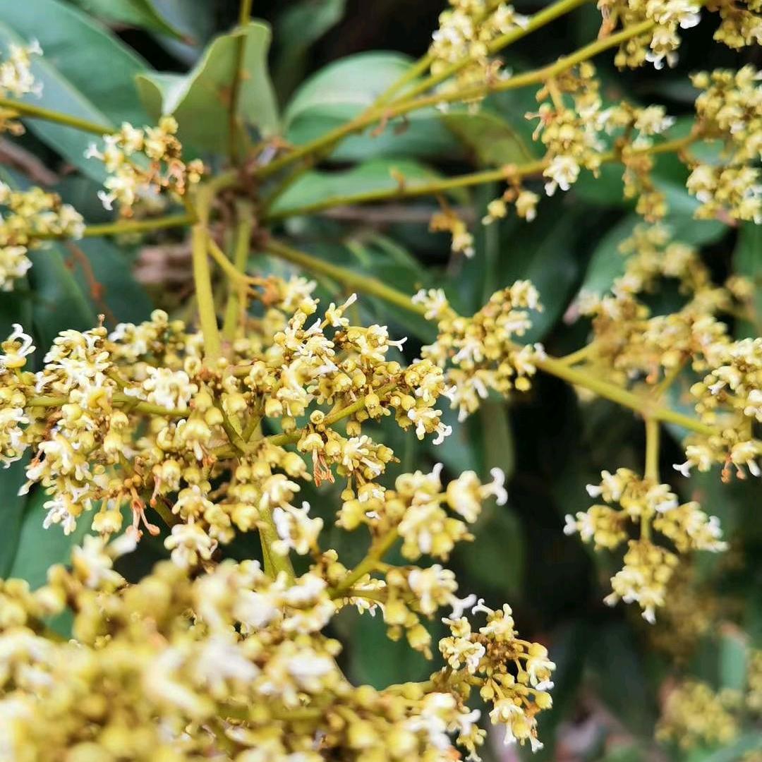 小灵芝优选