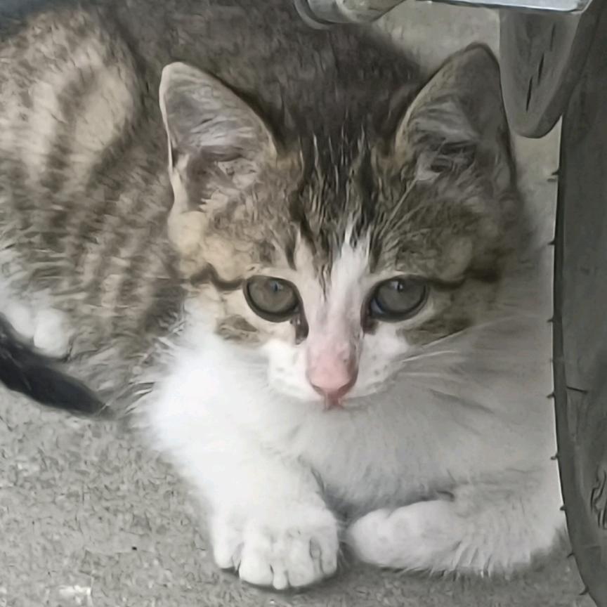 喜欢唱歌的小耿