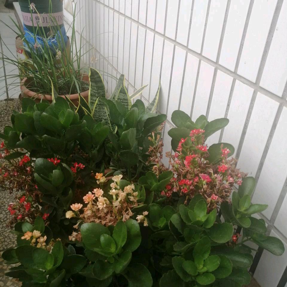 火龙果