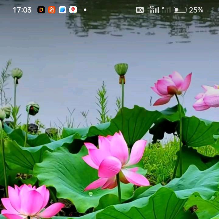 飞翔美眉