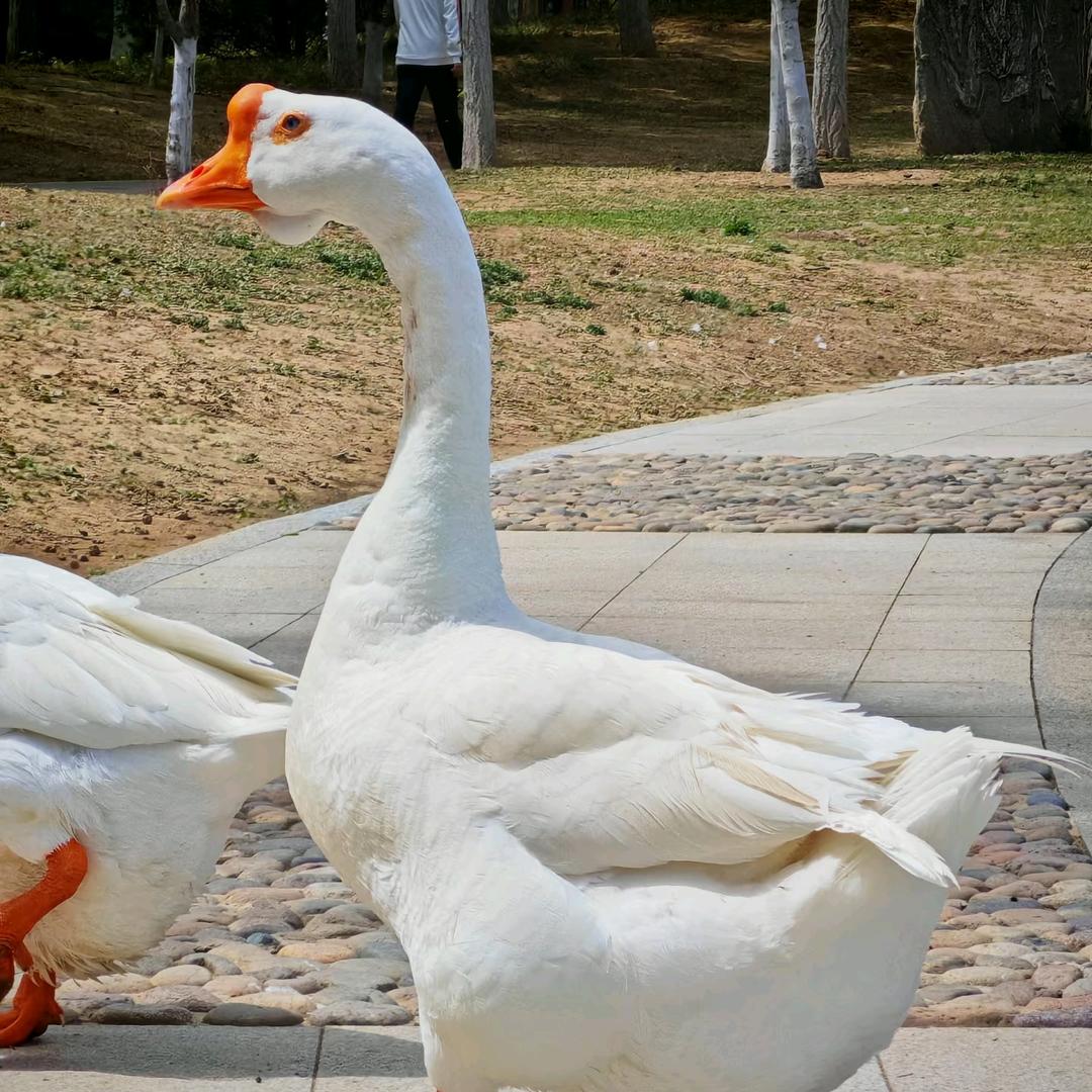 @回村养鹅的乐姐