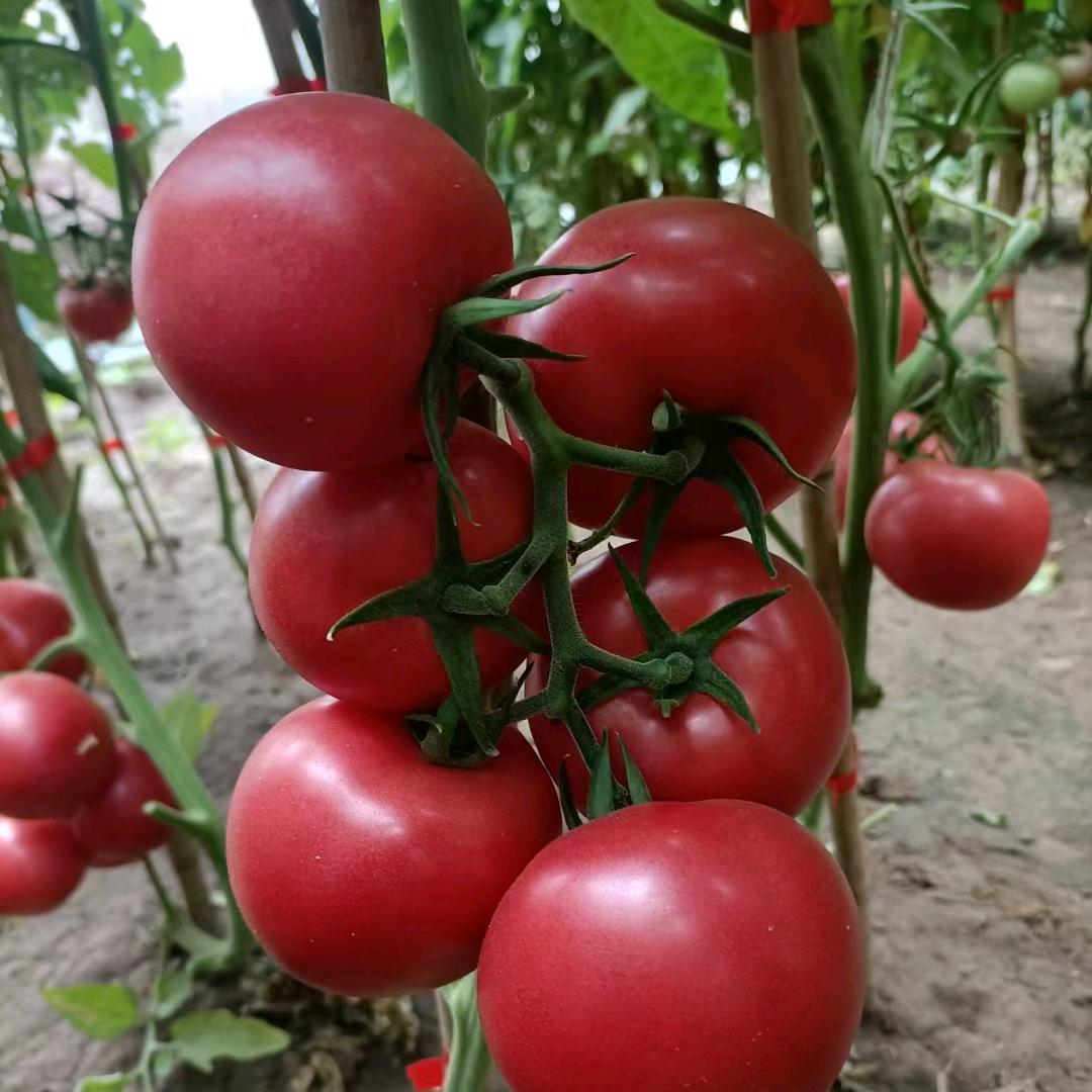 农副产品零售批发唐先生