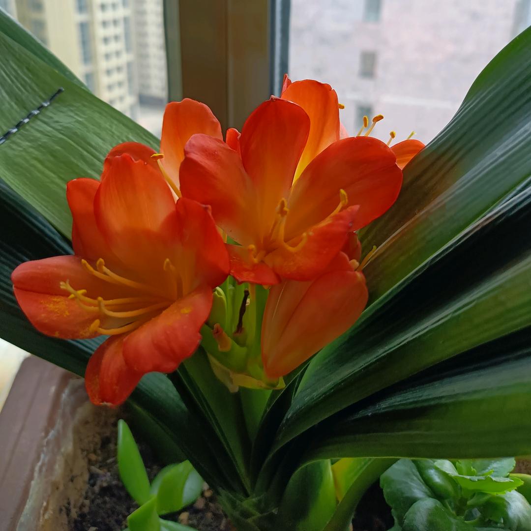 阳夏.
