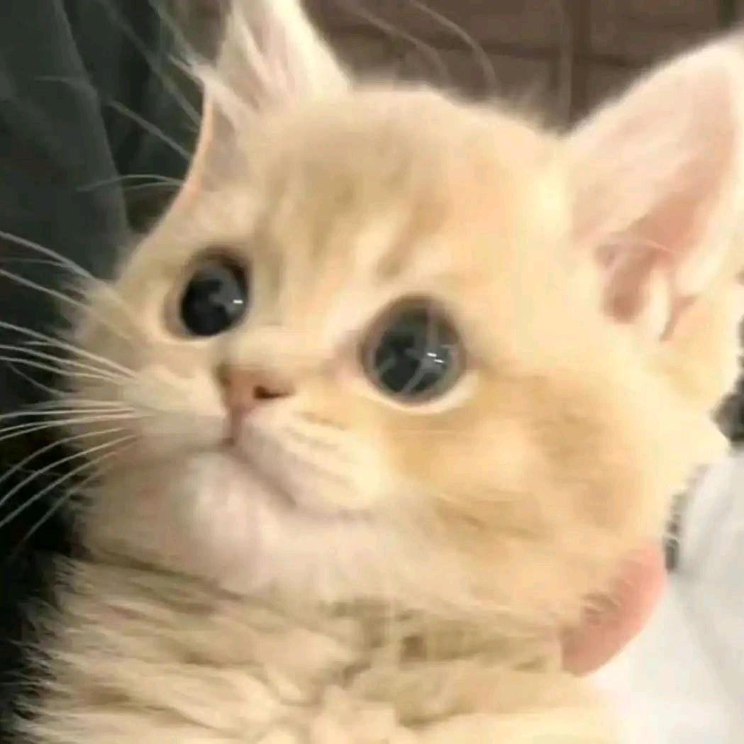 岁碎
