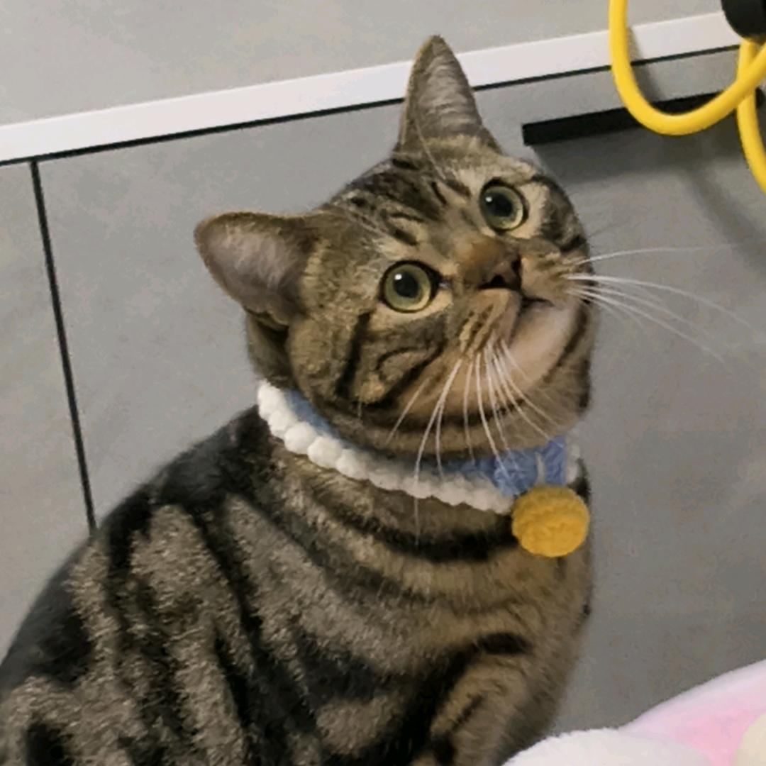 招财猫猫虎虎大王👑