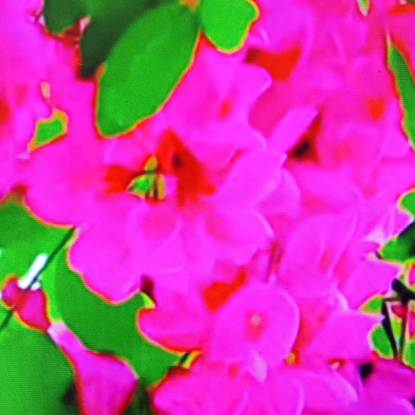 妮橾