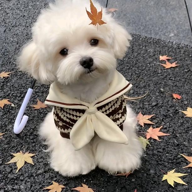 萌宠小屋🐶