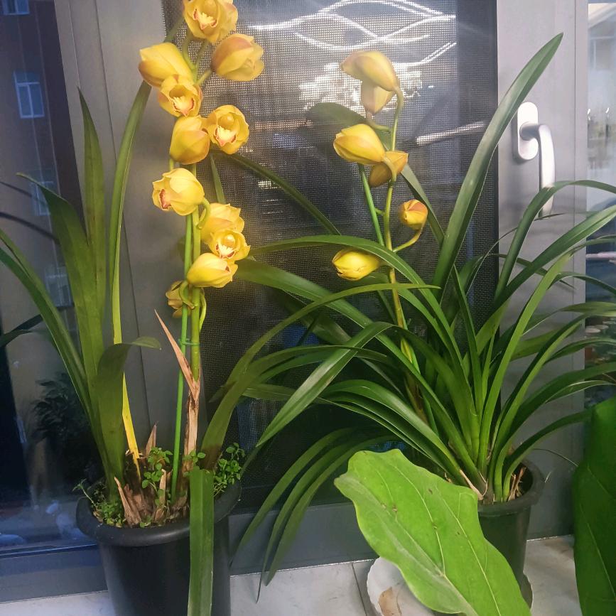 苏蘇
