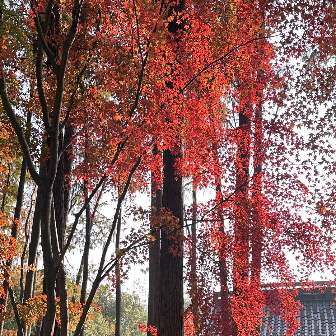 辛芝琳