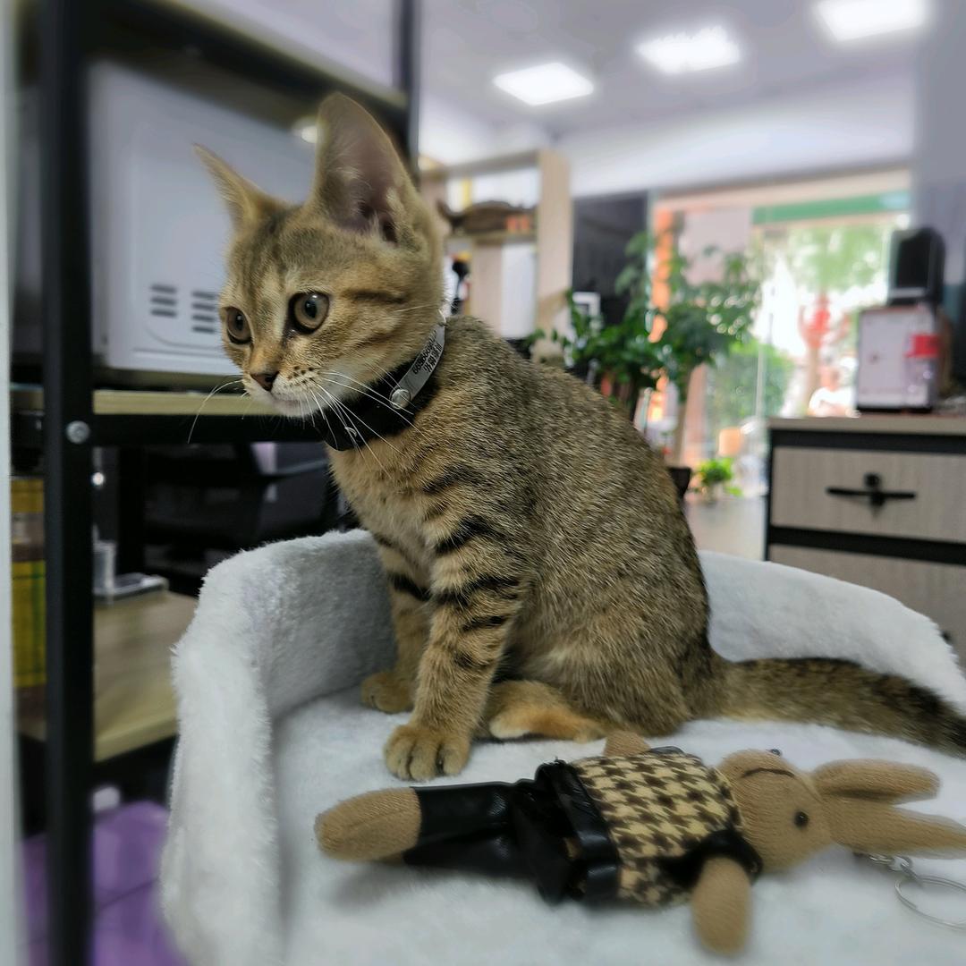 喵崽日记