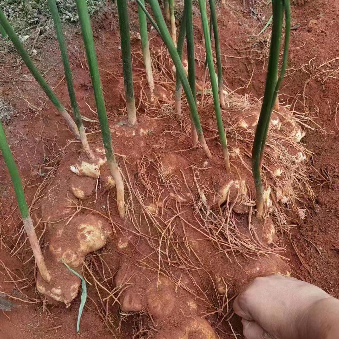 中药材种植基地小胡