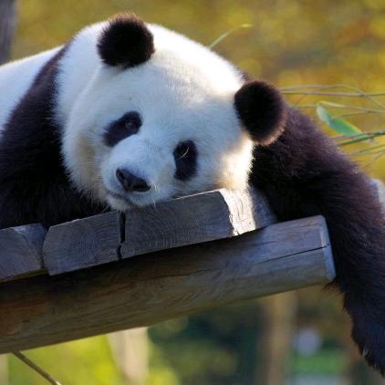 竹溪云影