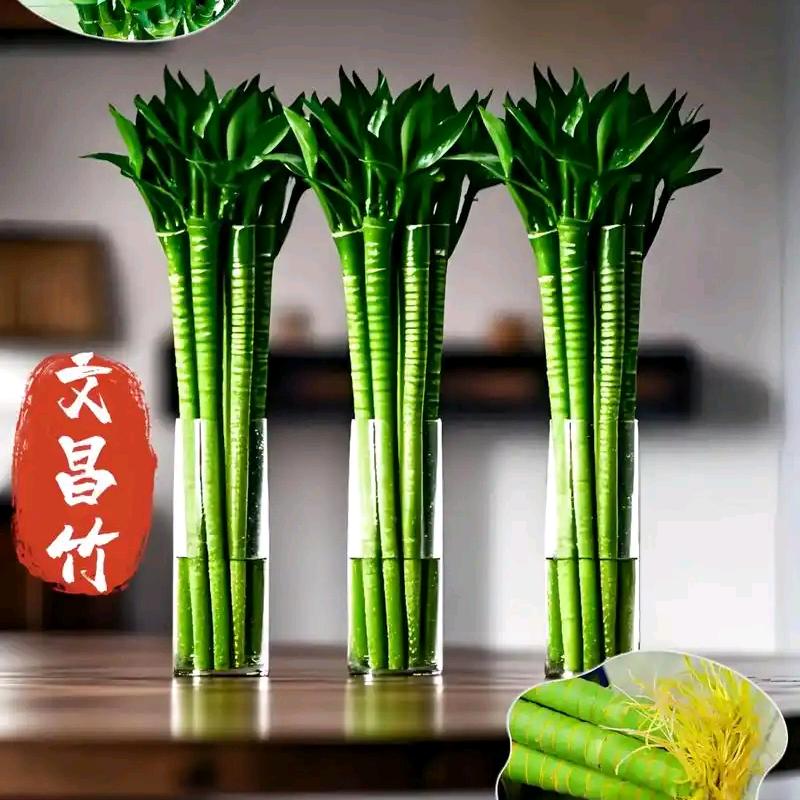 文昌竹基地金榜题名