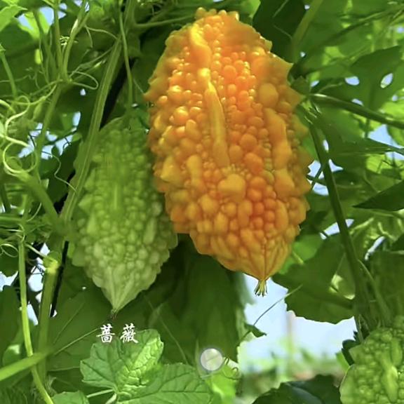 沃尔丰农资杨丽