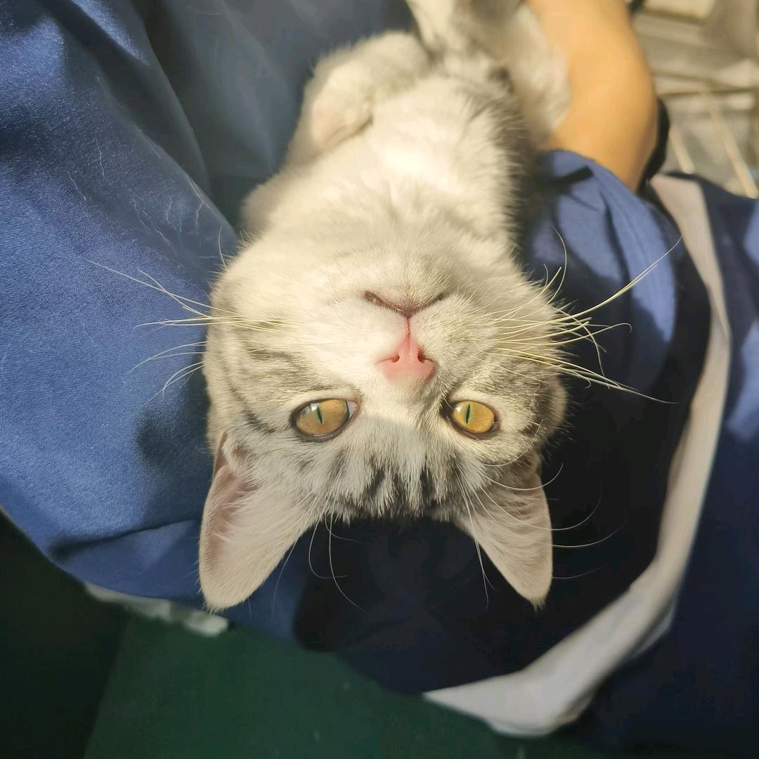 是怂怂吖🐱