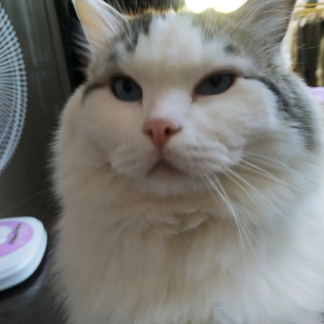 毛球！