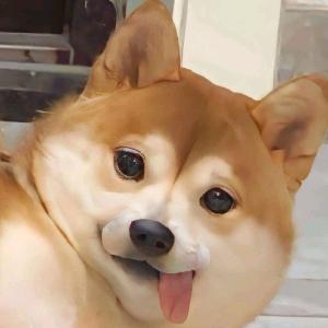 巴斯gege