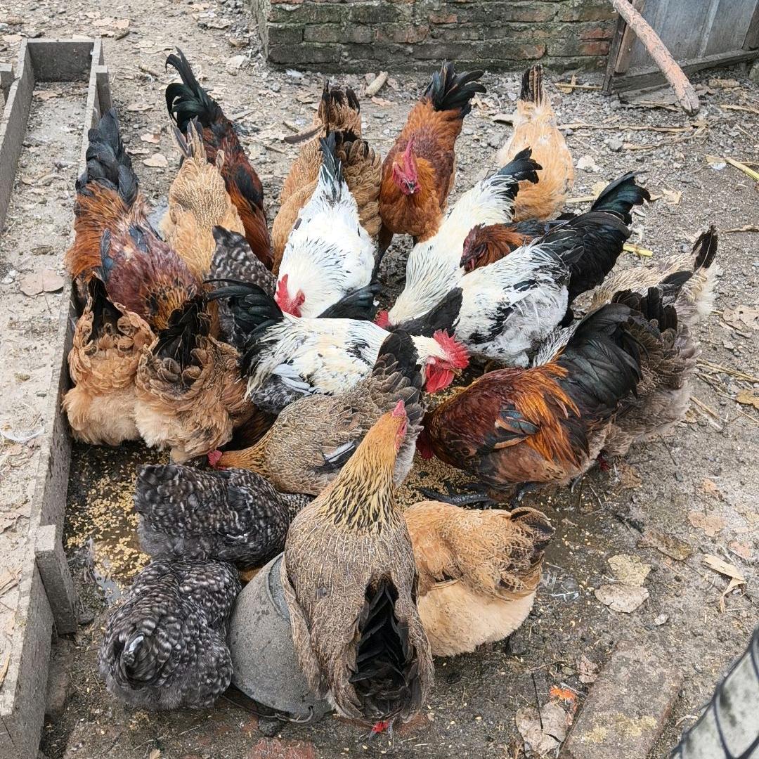 🌽乐在乡下🥔🐔🦆