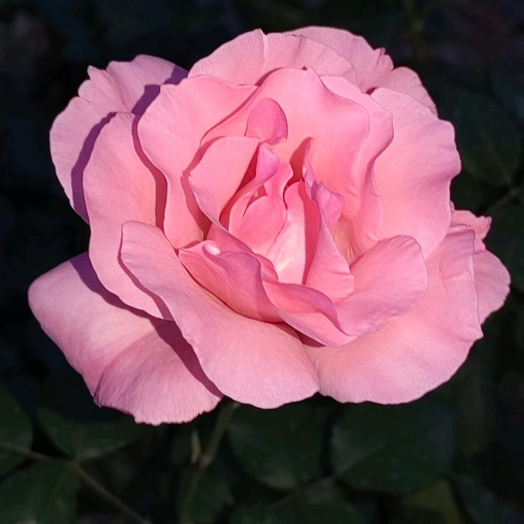 勇敢牛牛🐮🐂🐃