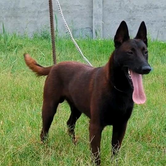 独爱爆红马犬