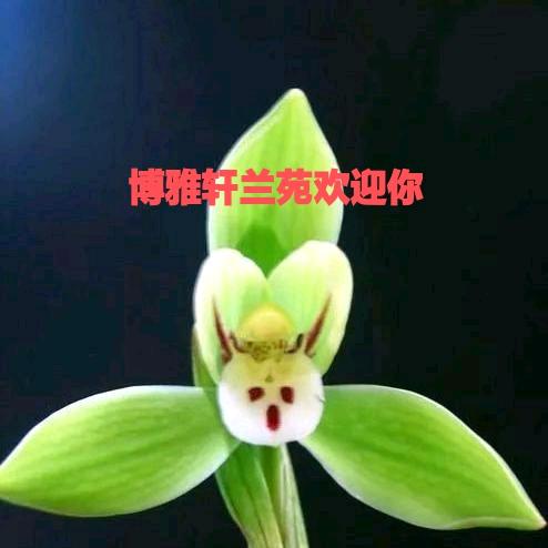 太阳鸟