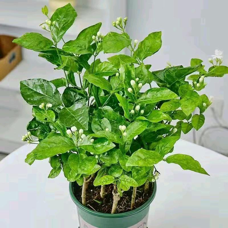 .এ᭄自꧔ꦿএ渡᭄