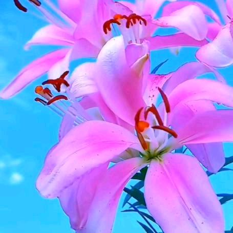 移花宫主