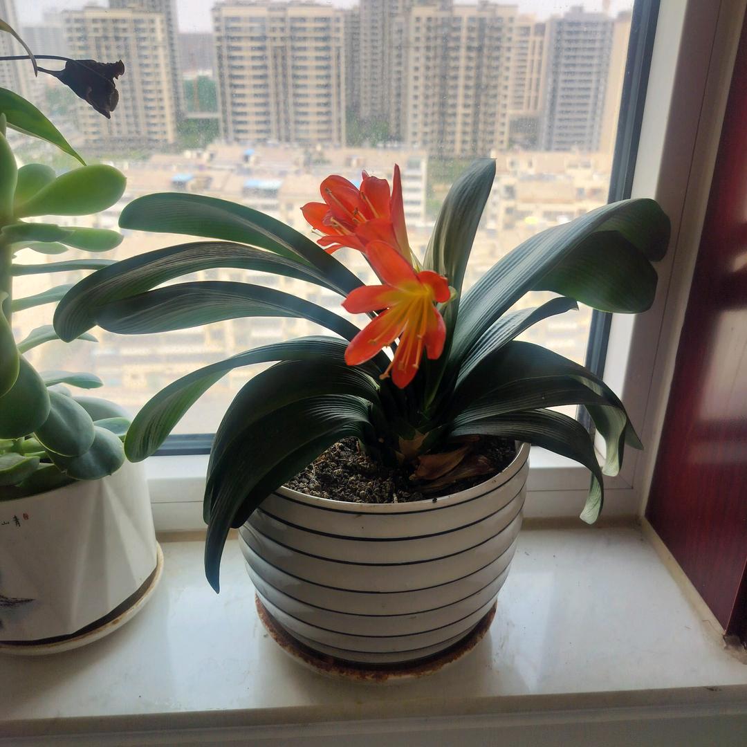 王姐炸串