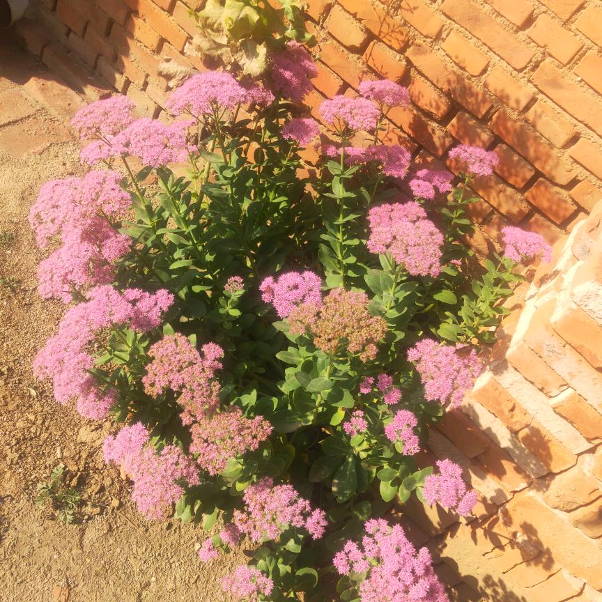 🌹🌹《往后余生》🌹🌹