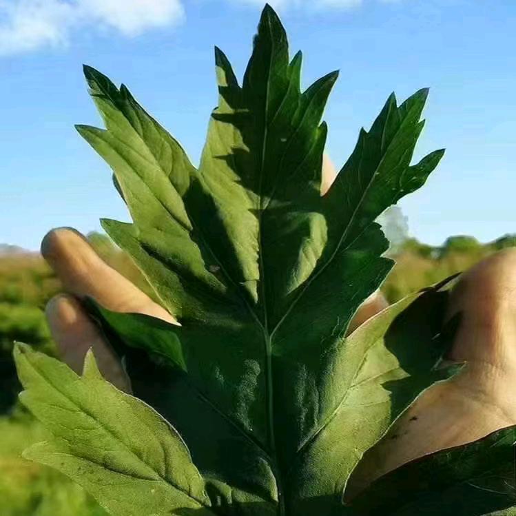 蕲艾源头工厂