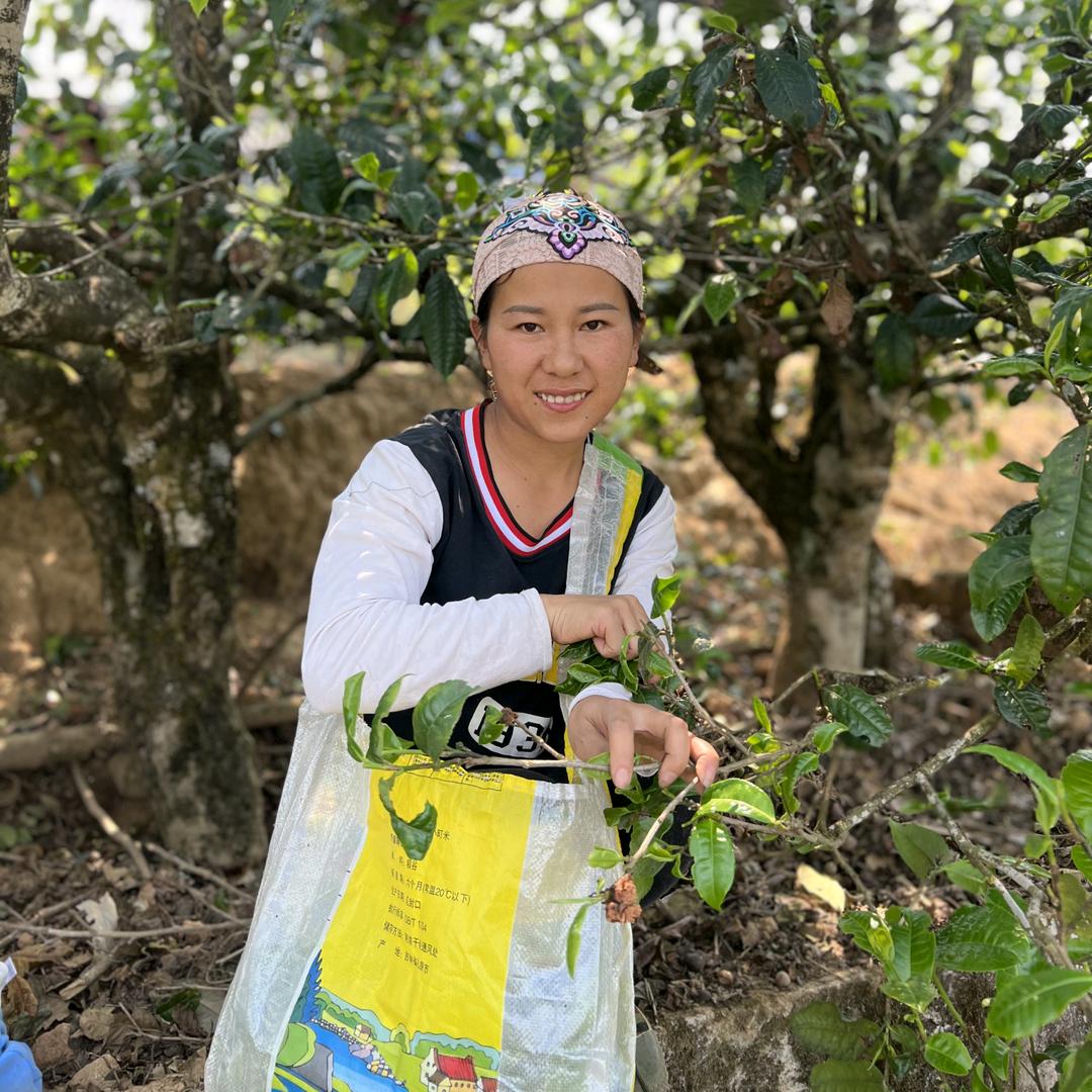 茶山小燕子