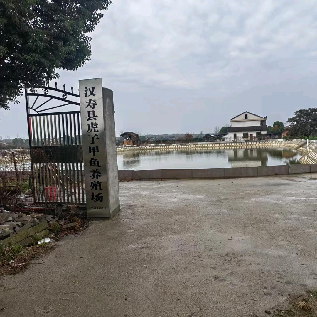 虎子甲