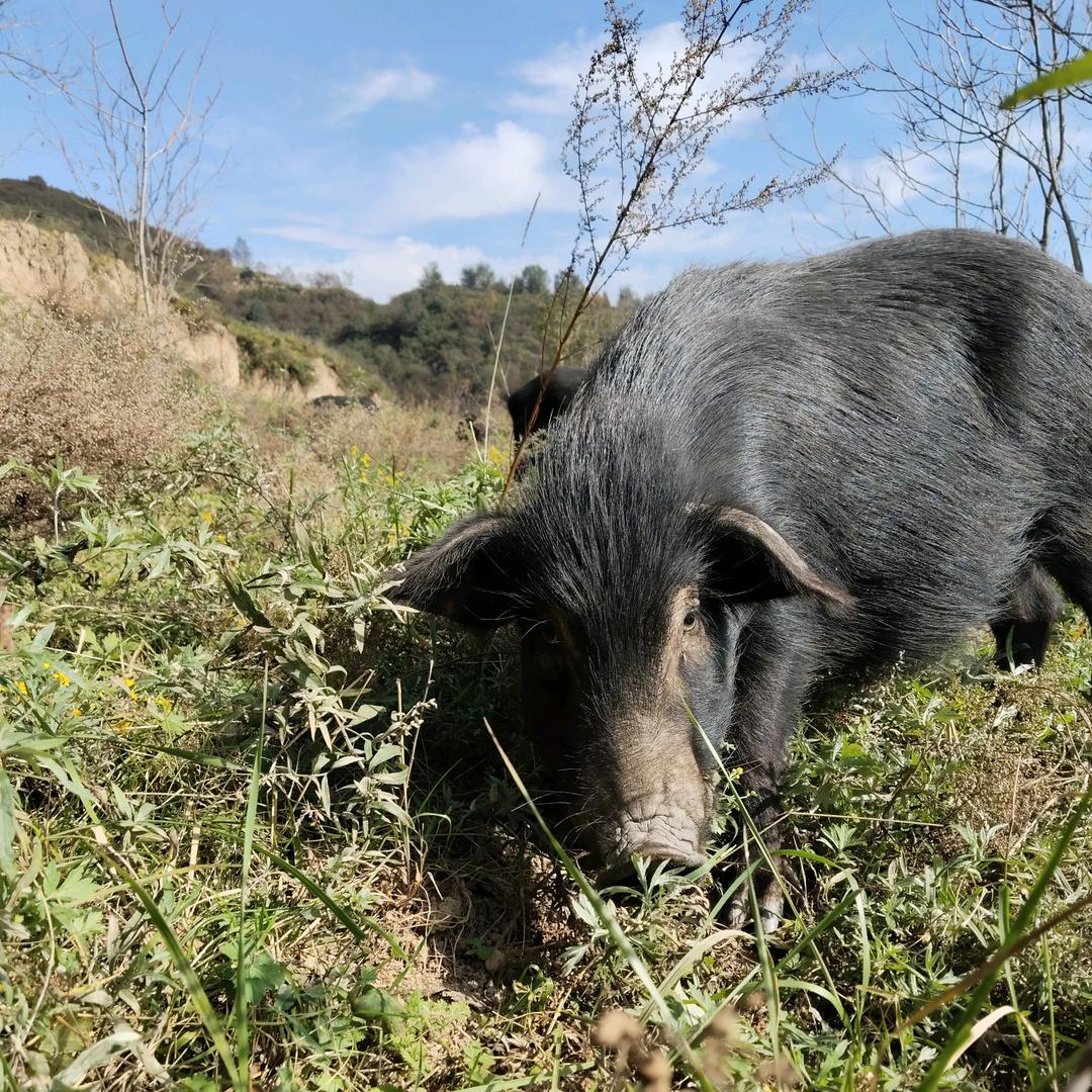 玖昕高原放养蕨麻猪肉
