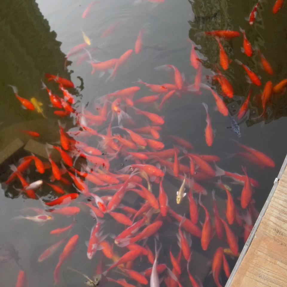 桃之夭夭